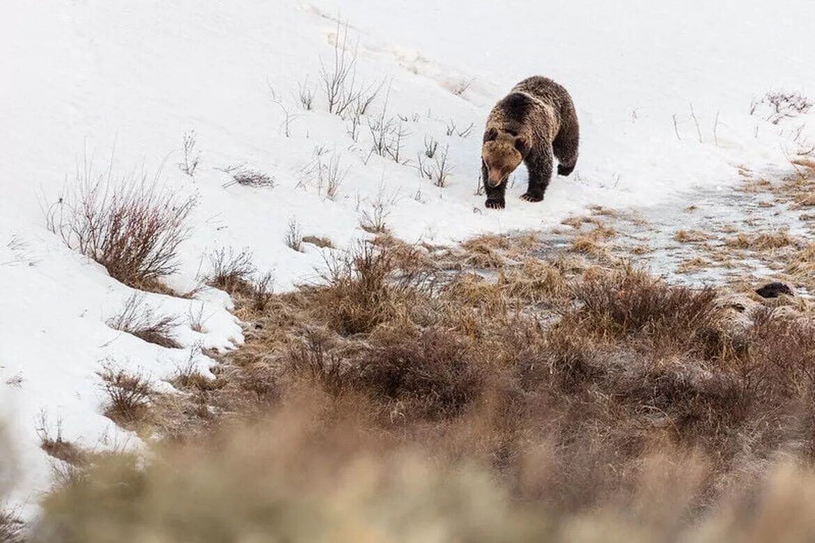 Idaho, Montana and Wyoming members of Congress push feds to scrap new grizzly rule